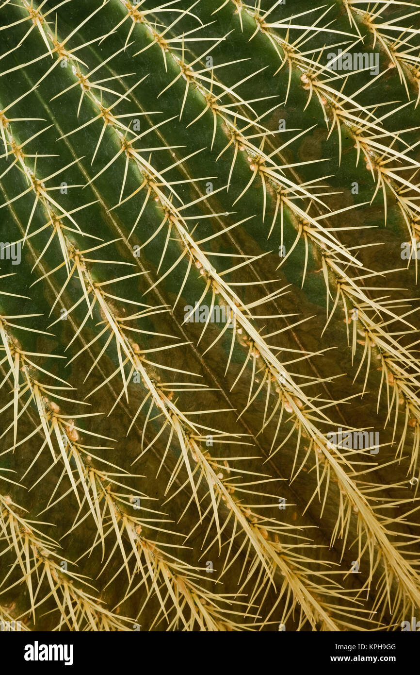 Modèle dans les épines de cactus Banque D'Images