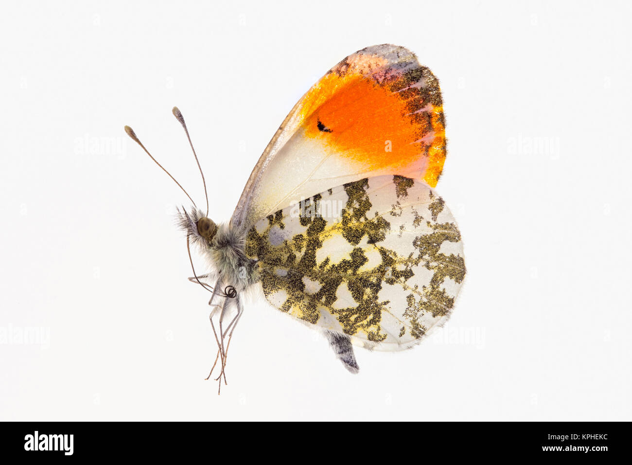 Embout mâle Papillon Orange  spécimen sur un fond blanc rétroéclairé Banque D'Images