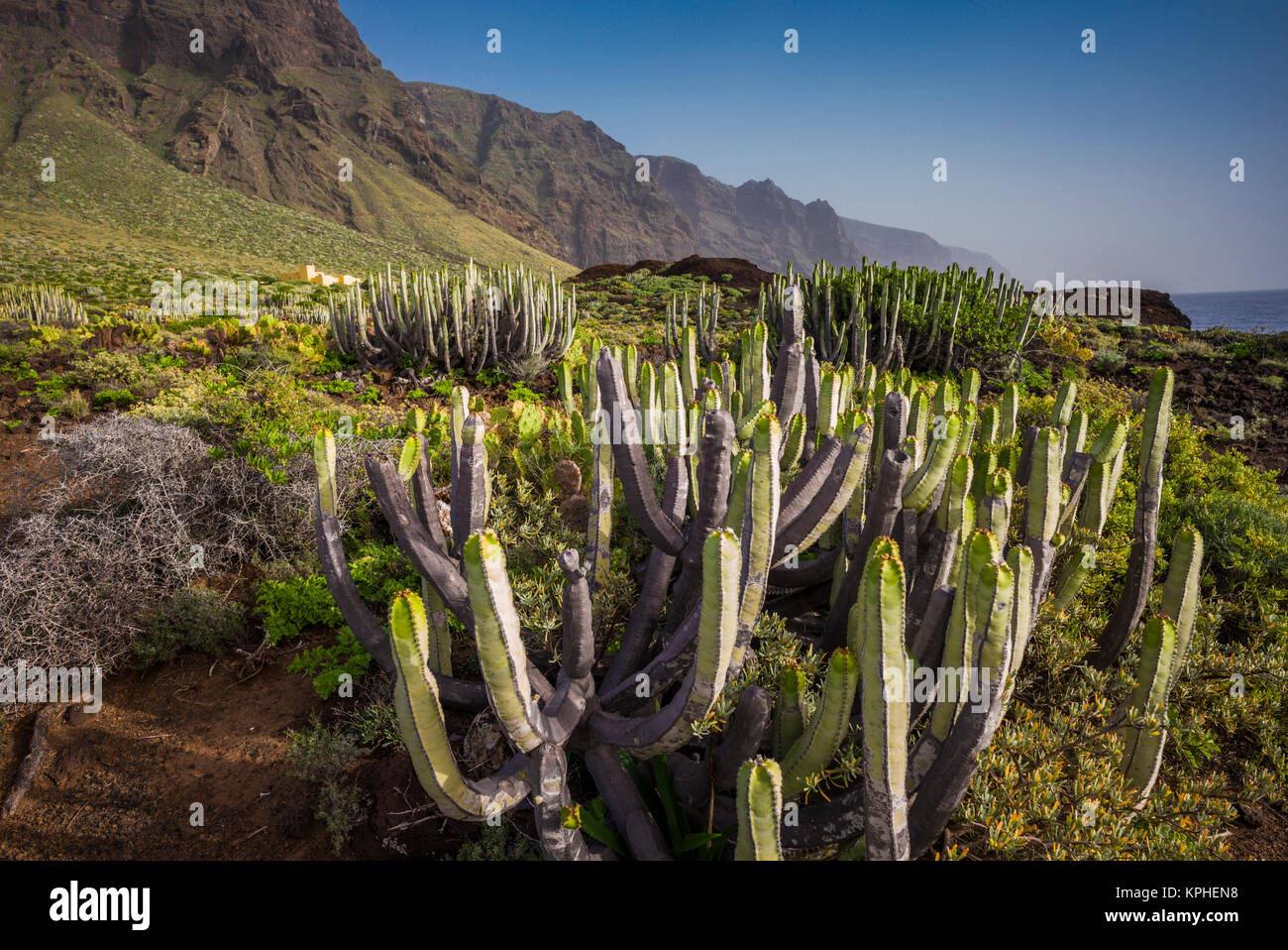 L'Espagne, Iles Canaries, Tenerife, Punta de Teno, cactus côtières Banque D'Images