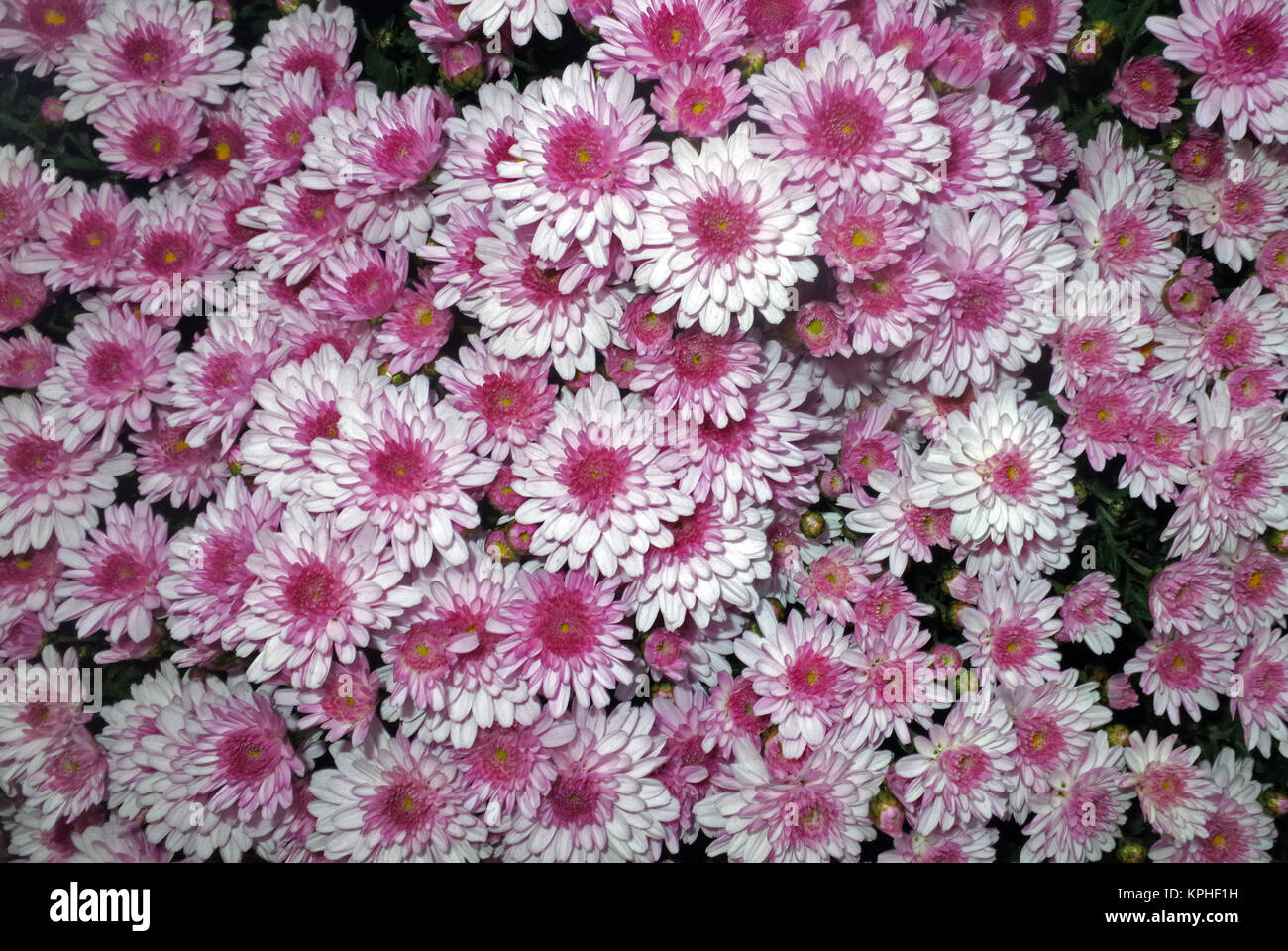 Chrysanthème Violet Banque D'Images