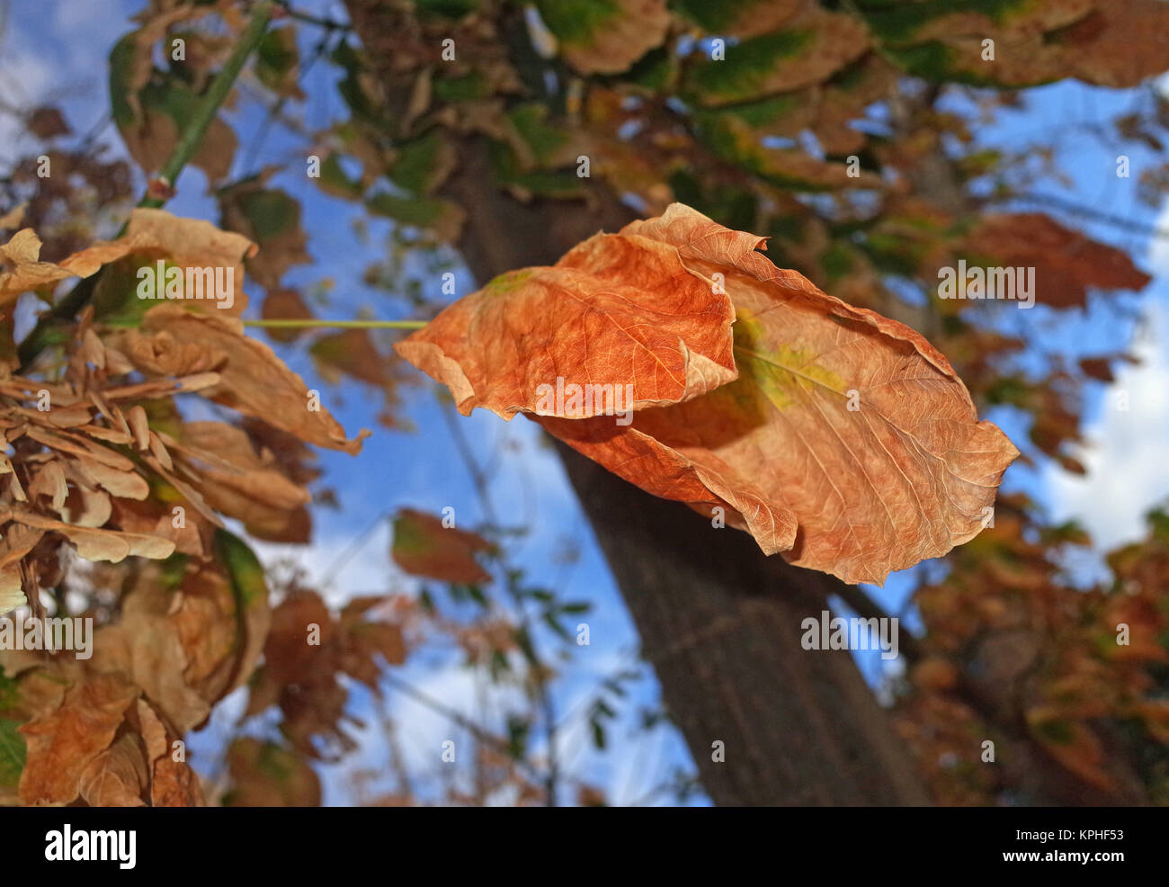 L'automne dans les bois Banque D'Images