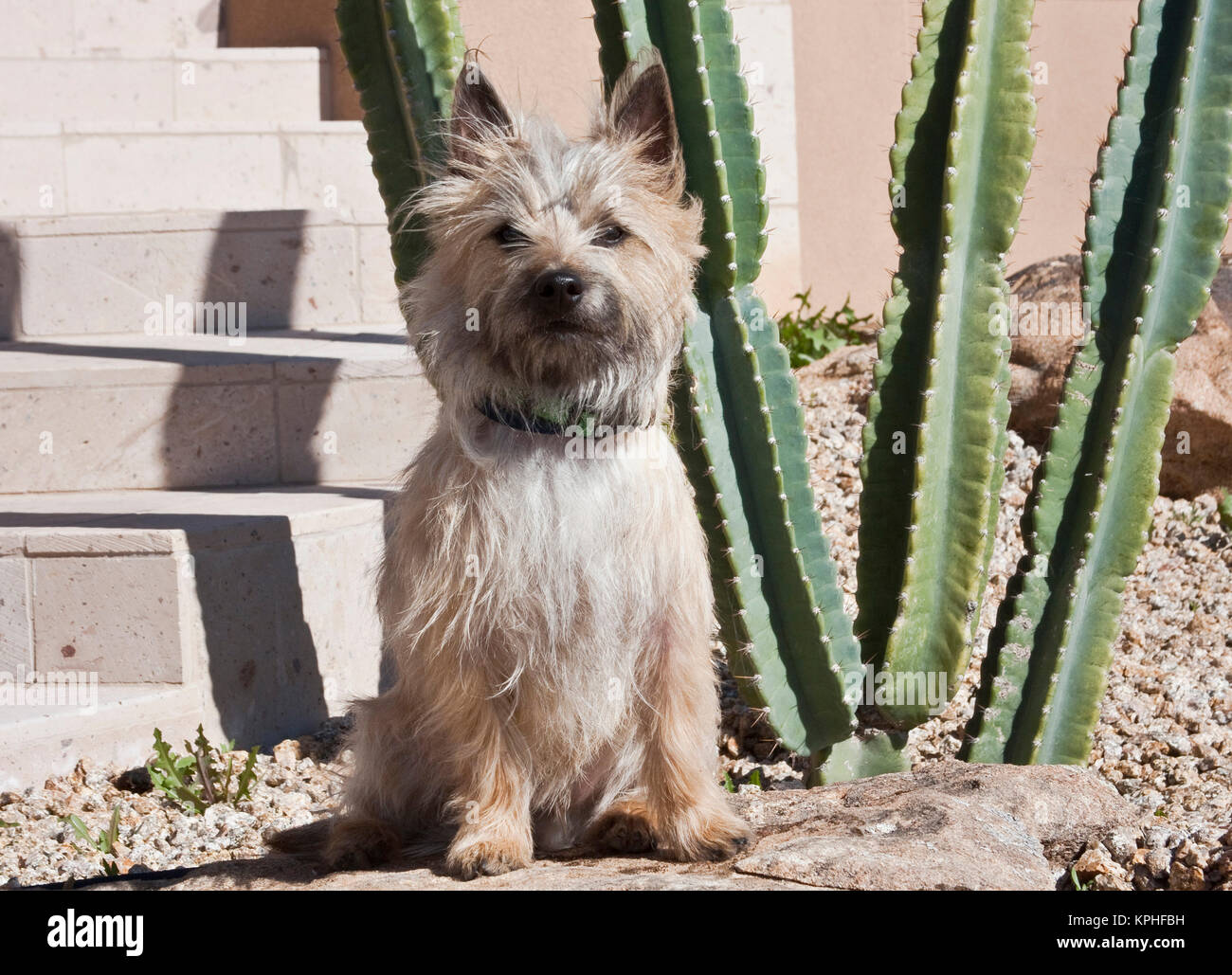 Un Cairn Terrier blanc assis à côté d'un cactus. Banque D'Images