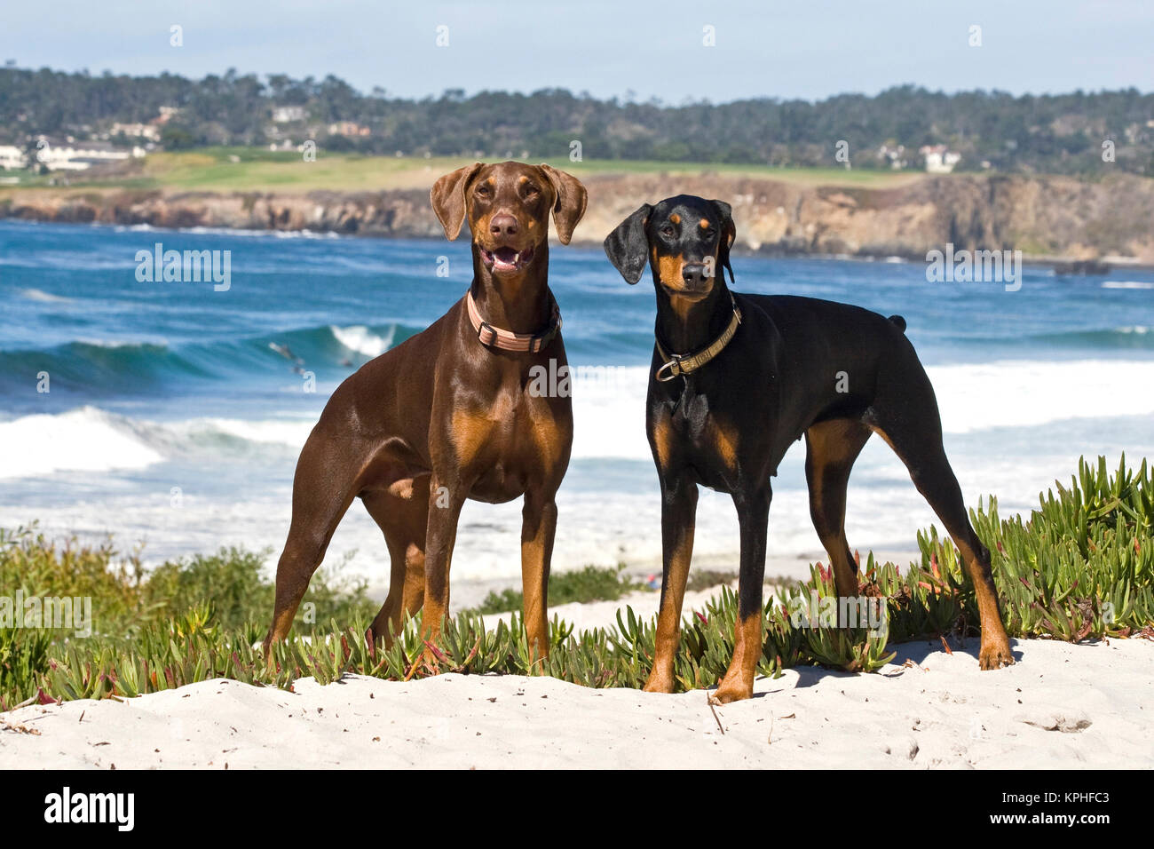 Deux Doberman Pinschers à Carmel Beach en Californie. Banque D'Images