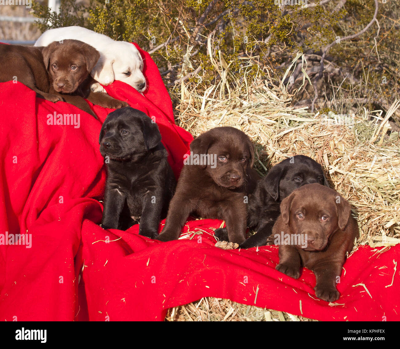 box of chocolate puppies