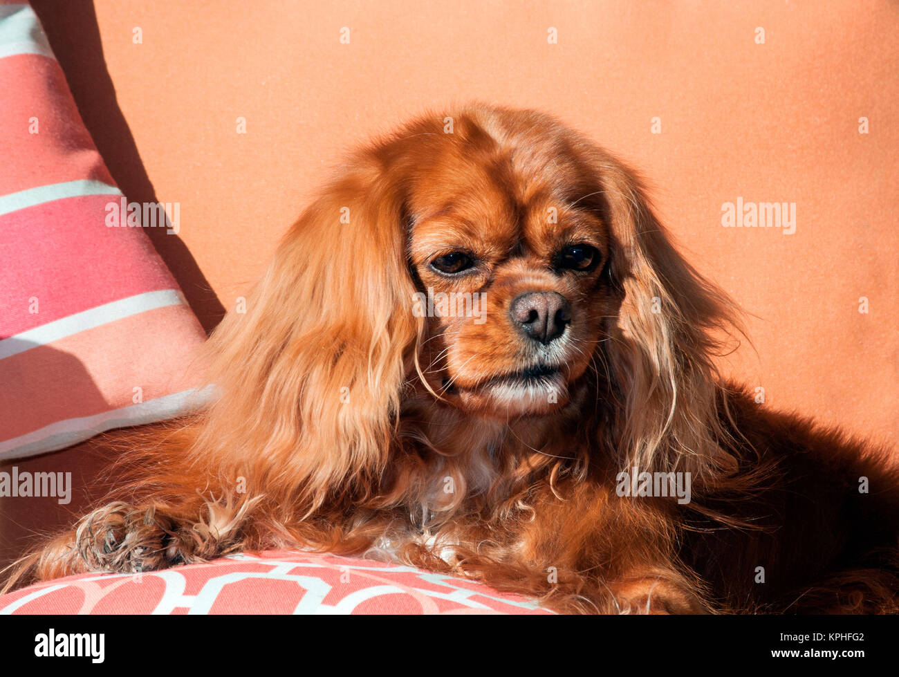 Cavalier King Charles Spaniel on pillow Banque D'Images