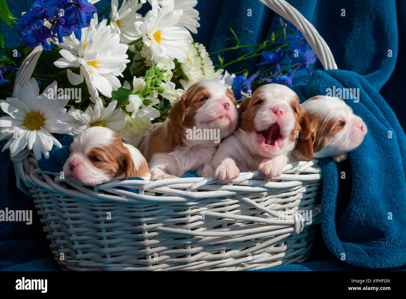 Chiots bulldog nouveau-né dans un panier de fleurs (MR) Banque D'Images