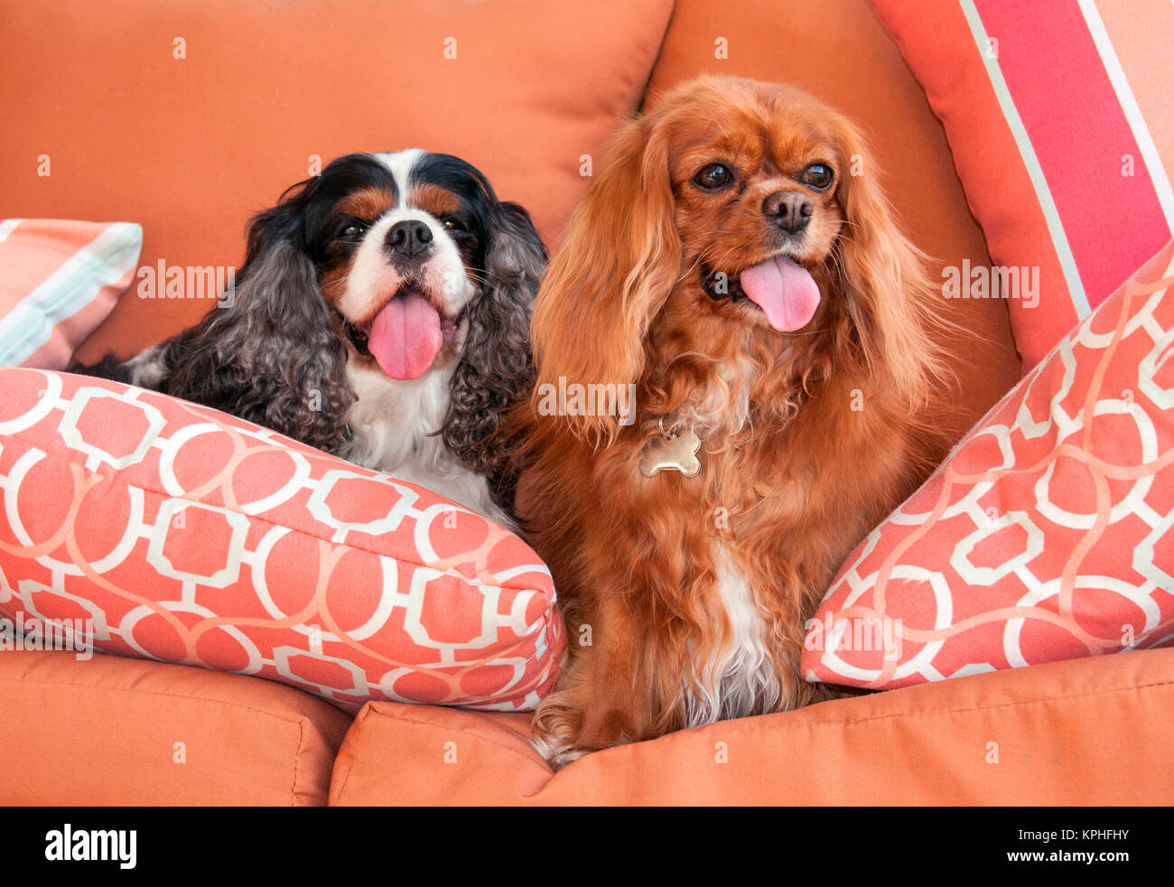 Cavaliers sur des coussins (MR) Banque D'Images