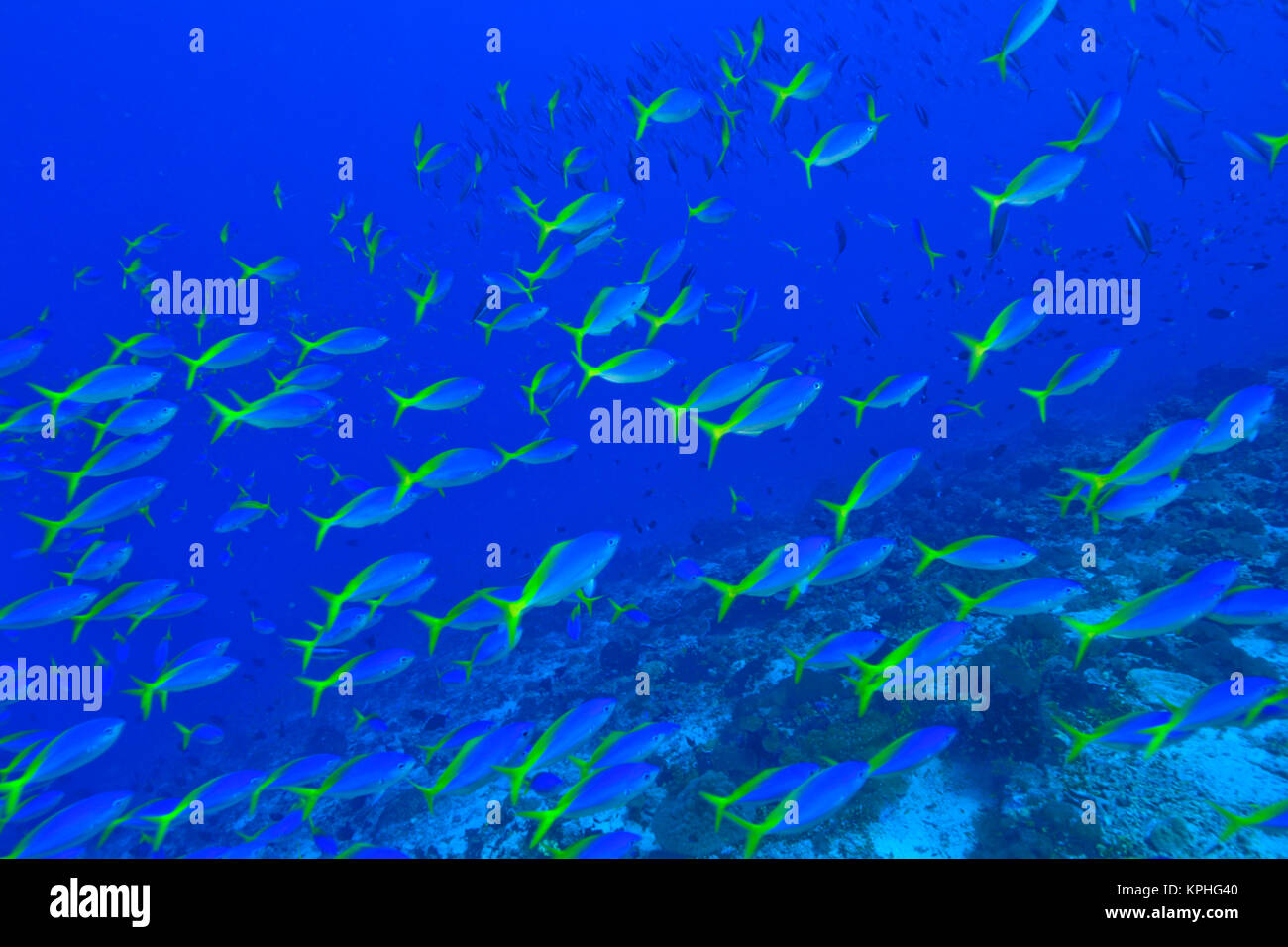 Blue-Gold Fusiliers (Caesio teres) Raja Ampat Région de Papouasie (ex-Irian Jaya) Banque D'Images