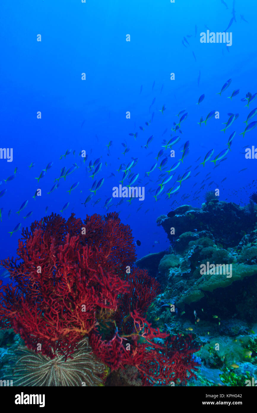 Gorgones pourpres éventails de mer, Blue-Gold Fusiliers (Caesio teres) Raja Ampat Région de Papouasie (ex-Irian Jaya) Banque D'Images