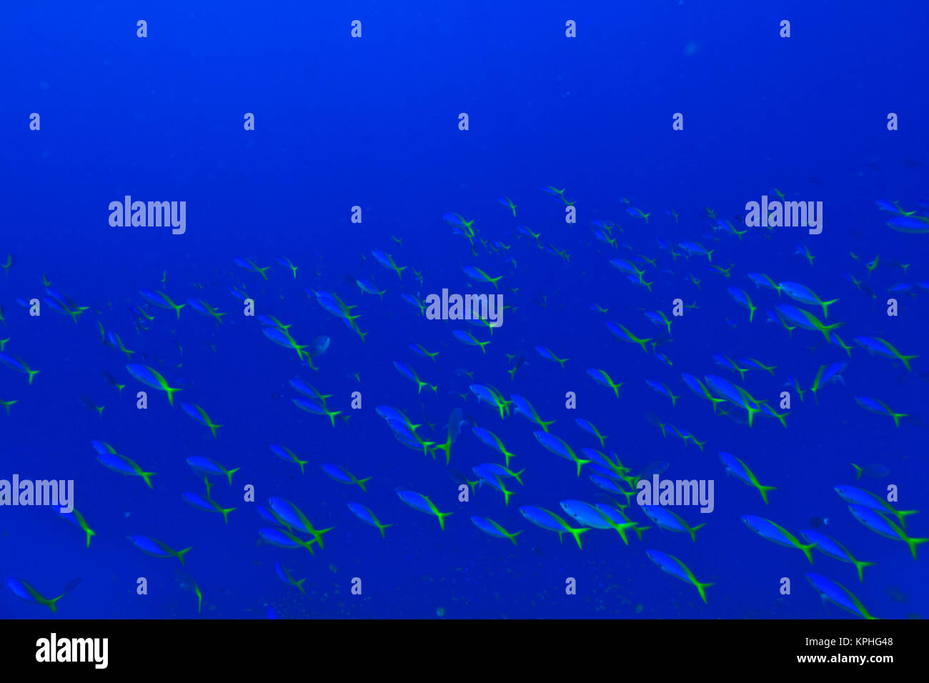 Blue-Gold Fusiliers (Caesio teres) Raja Ampat Région de Papouasie (ex-Irian Jaya) Banque D'Images