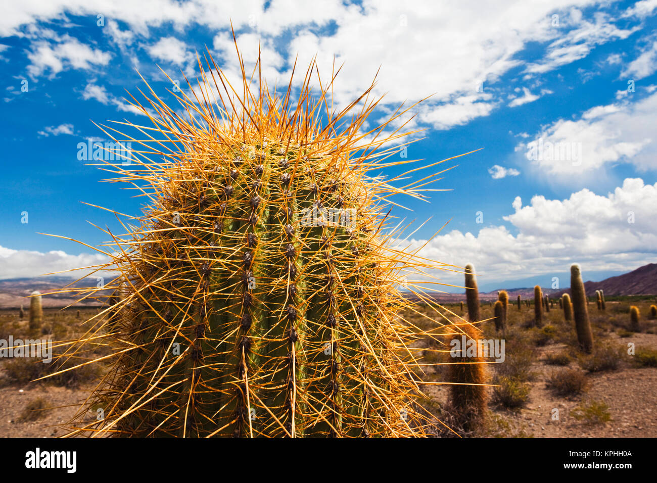 L'Argentine, la province de Salta, le Parc National Los Cardones. Cactus. Banque D'Images