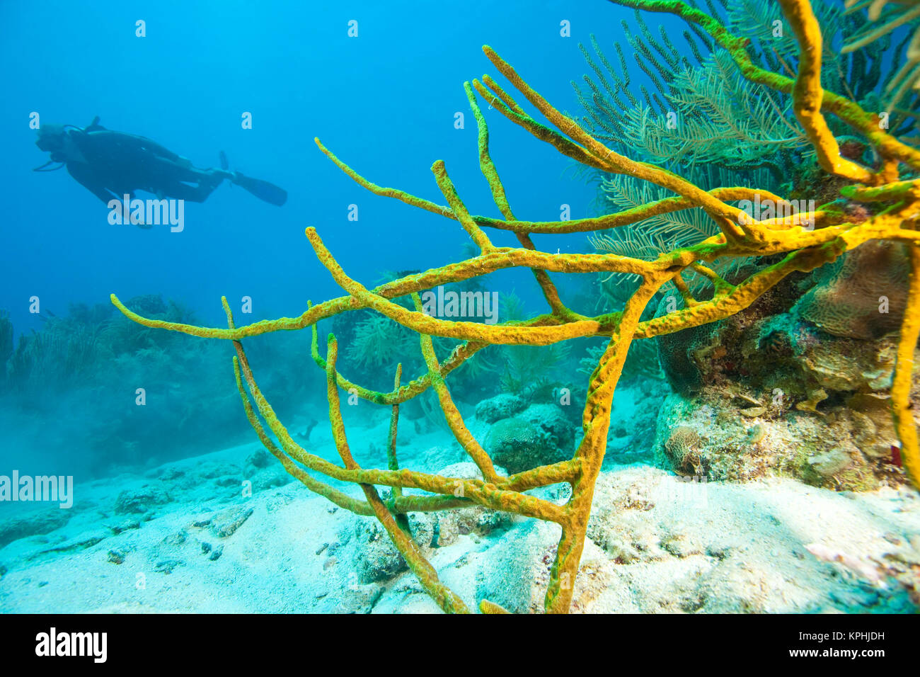 (MR) de plongée sous marine et la ramification d'une éponge, d'un parc marin Caraïbes Roatan Plongée sous-marine, Roatan, Bay Islands, Honduras, Amérique Centrale Banque D'Images