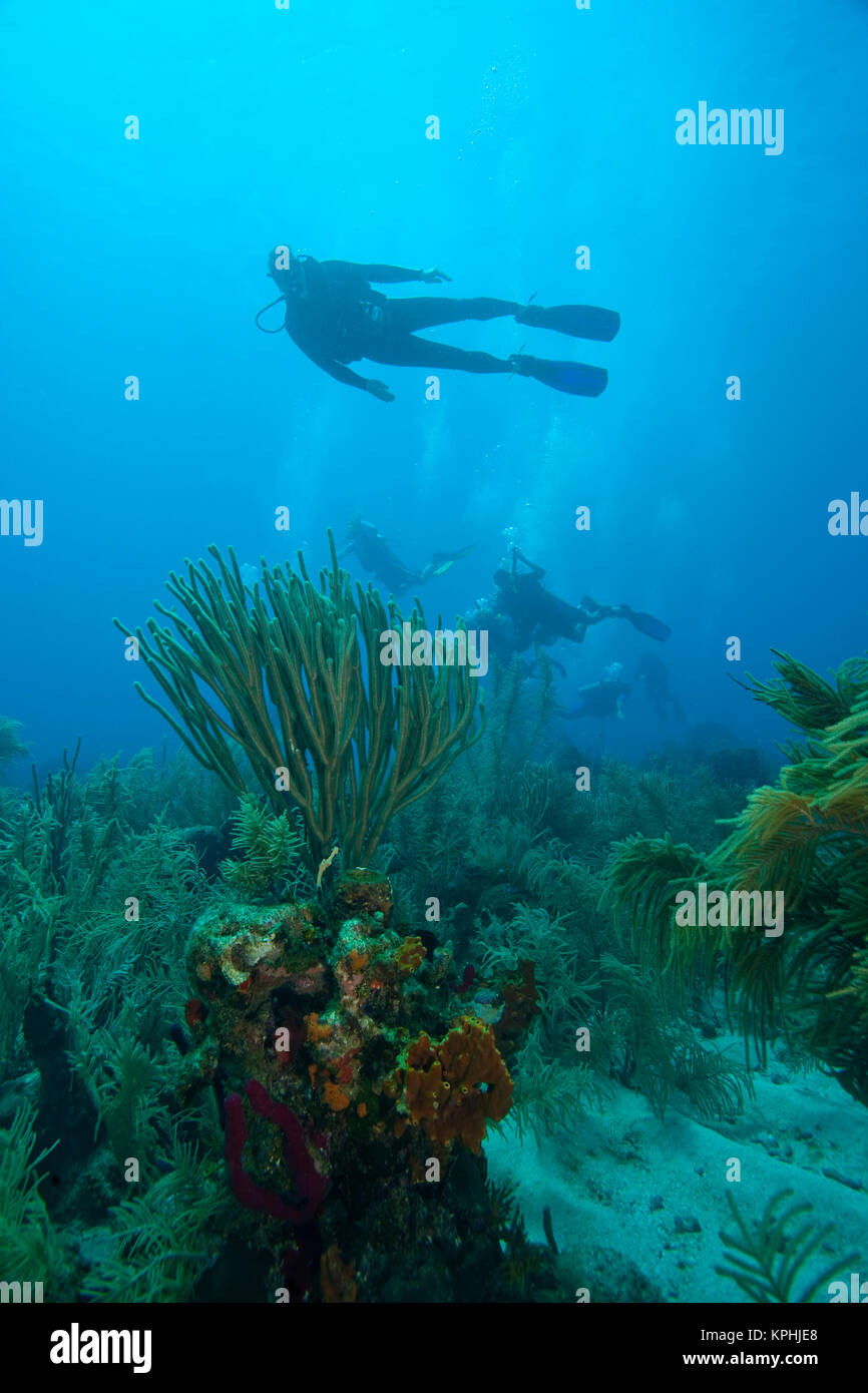 (MR) mâle scuba diver, Roatan parc marin, plongée sous-marine des Caraïbes, Roatan, Bay Islands, Honduras, Amérique Centrale Banque D'Images