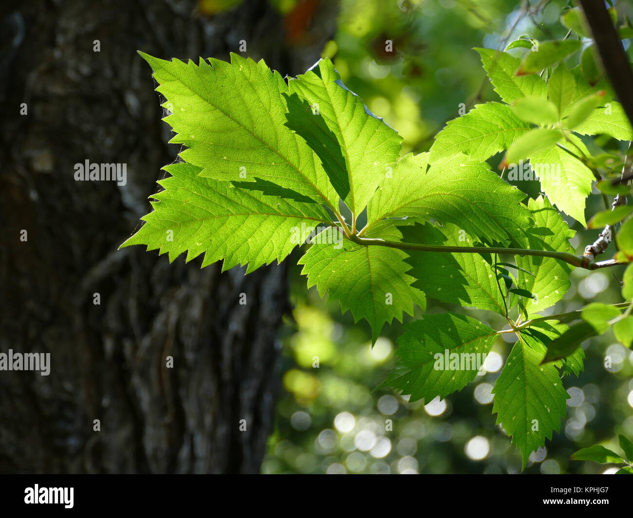 Feuilles dentelées arbre Banque de photographies et d’images à haute — free download