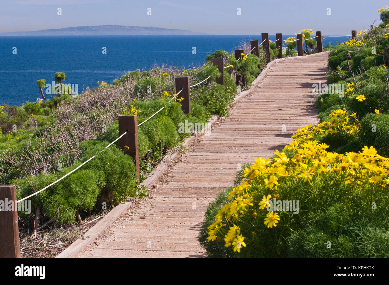 États-unis, CA, Malibu, Point Dume State Beach. Coreopsis gigantea. Sentiers de randonnée populaires fournir scenic vista sur l'océan Pacifique à l'autre rive de Palos Verdes Banque D'Images