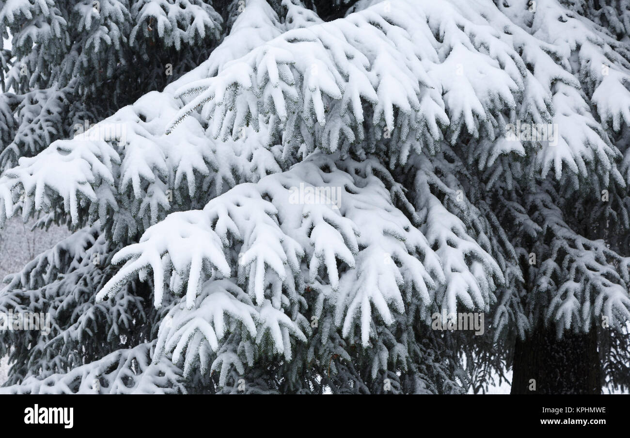 Au repos de la neige sur les branches de conifères propagation, Monmouthshire, South Wales, UK Banque D'Images