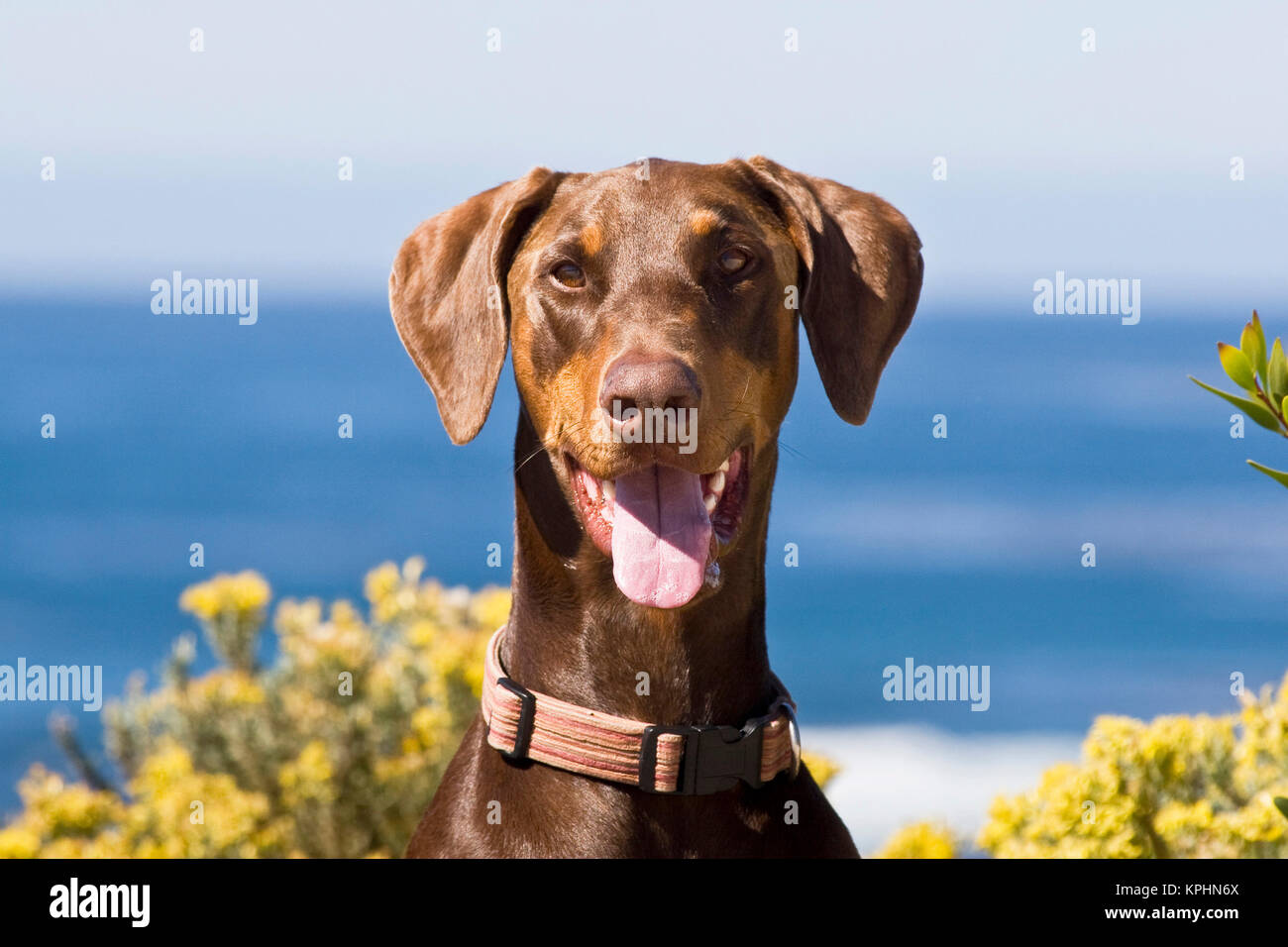 Portrait of a happy Dobermann. Banque D'Images