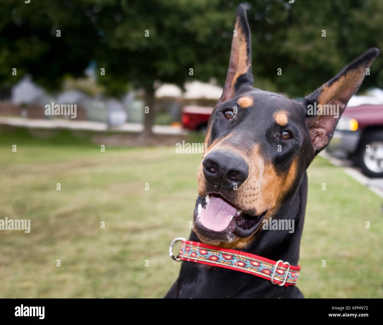 Photo amusante d'un Dobermann dans un parc. Banque D'Images