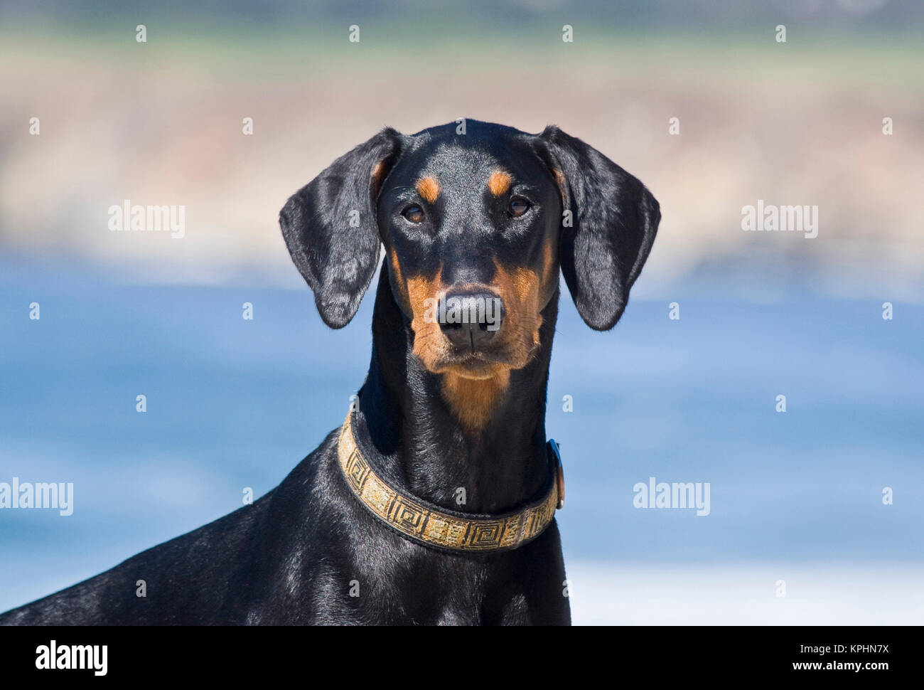 Portrait d'un Dobermann avec fond bleu. Banque D'Images