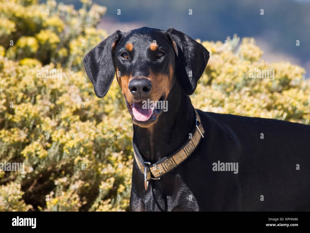 Un Dobermann debout devant des fleurs jaunes. Banque D'Images