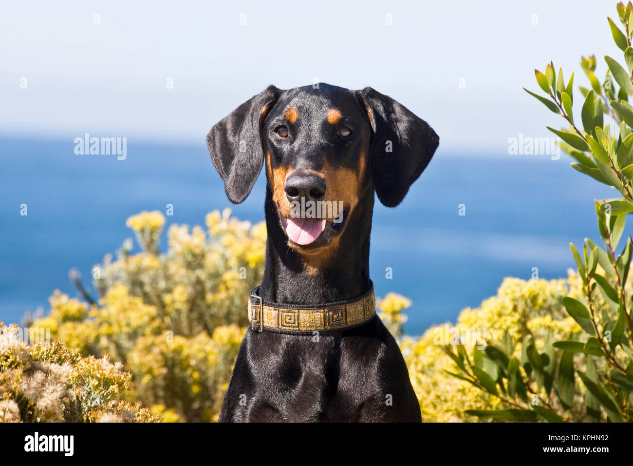 Portrait of a happy Doberman avec entouré de fleurs jaunes. Banque D'Images