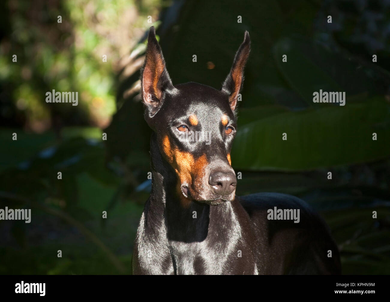 Un Dobermann debout dans un endroit ensoleillé très déterminé à quelque chose. Banque D'Images