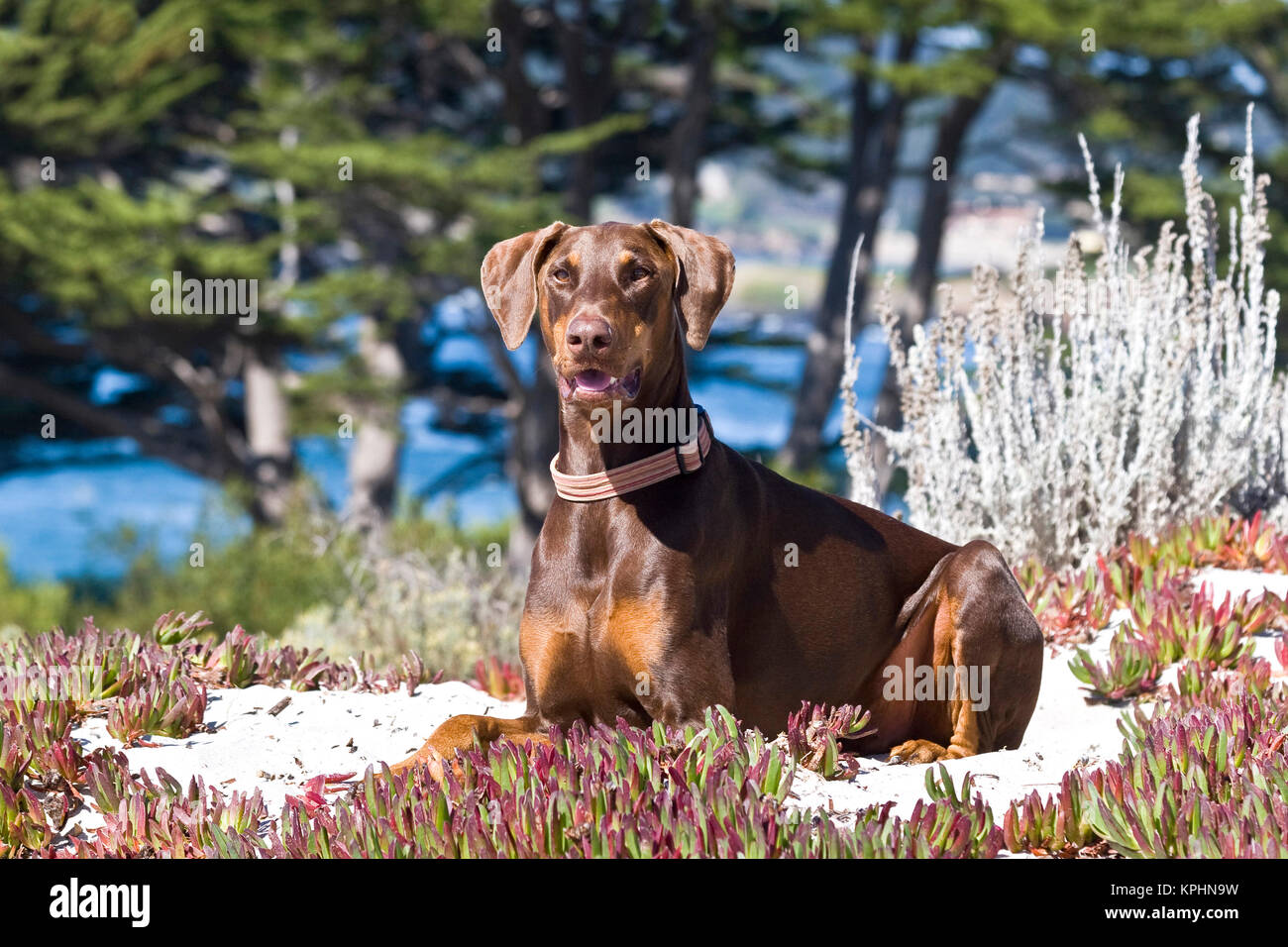 Un Dobermann couché dans le sable blanc de la plage de Carmel, en Californie. Banque D'Images
