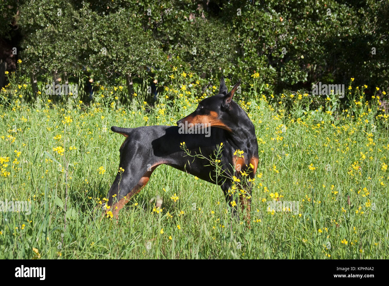 Un Dobermann regardant par-dessus son épaule dans un champ de fleurs jaunes. Banque D'Images