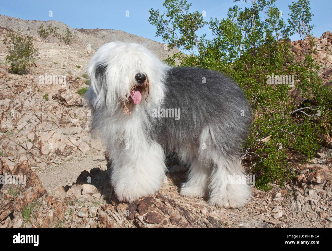 Un Vieux Chien De Berger Anglais Debout Dans Les Contreforts