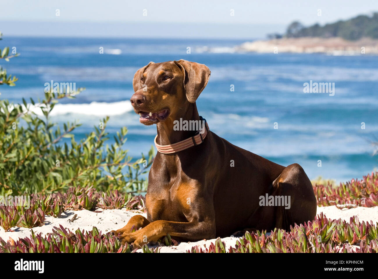Un Dobermann allongé sur le sable blanc avec le bleu de l'océan Pacifique à l'arrière-plan de Carmel Beach en Californie. Banque D'Images