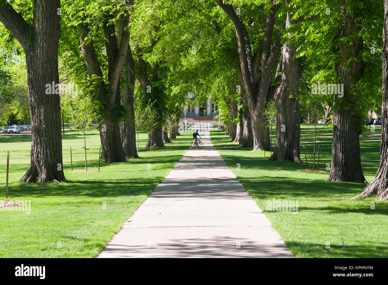 États-unis, CO, Fort Collins. Les élèves à pied dans l'Ovale - une section du parc historique au centre du campus CSU bordée d'ormes américains matures Banque D'Images