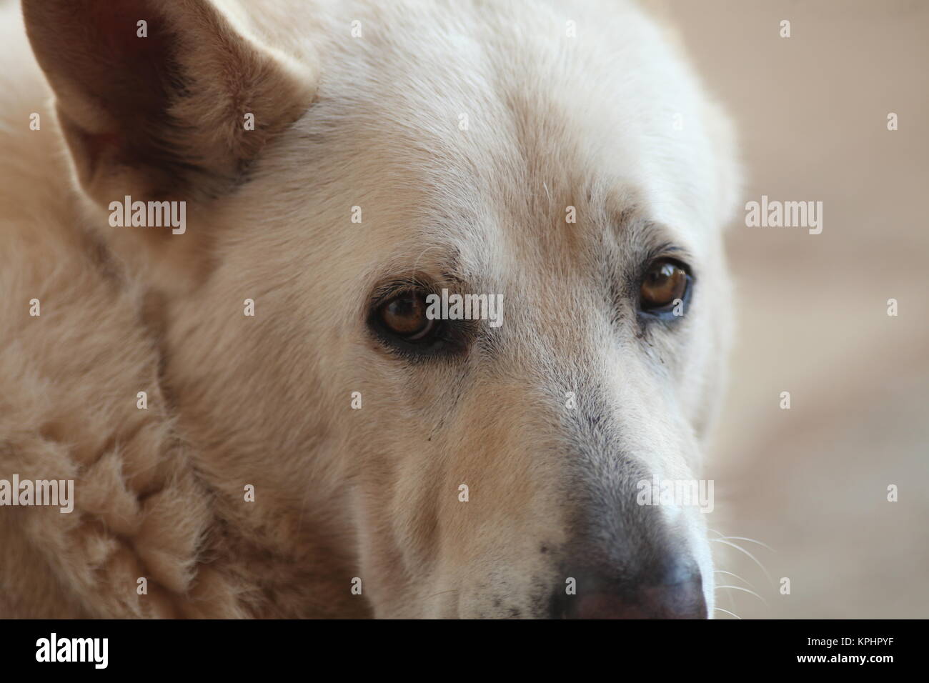 Grèce Chien Loup CANADIEN Banque D'Images