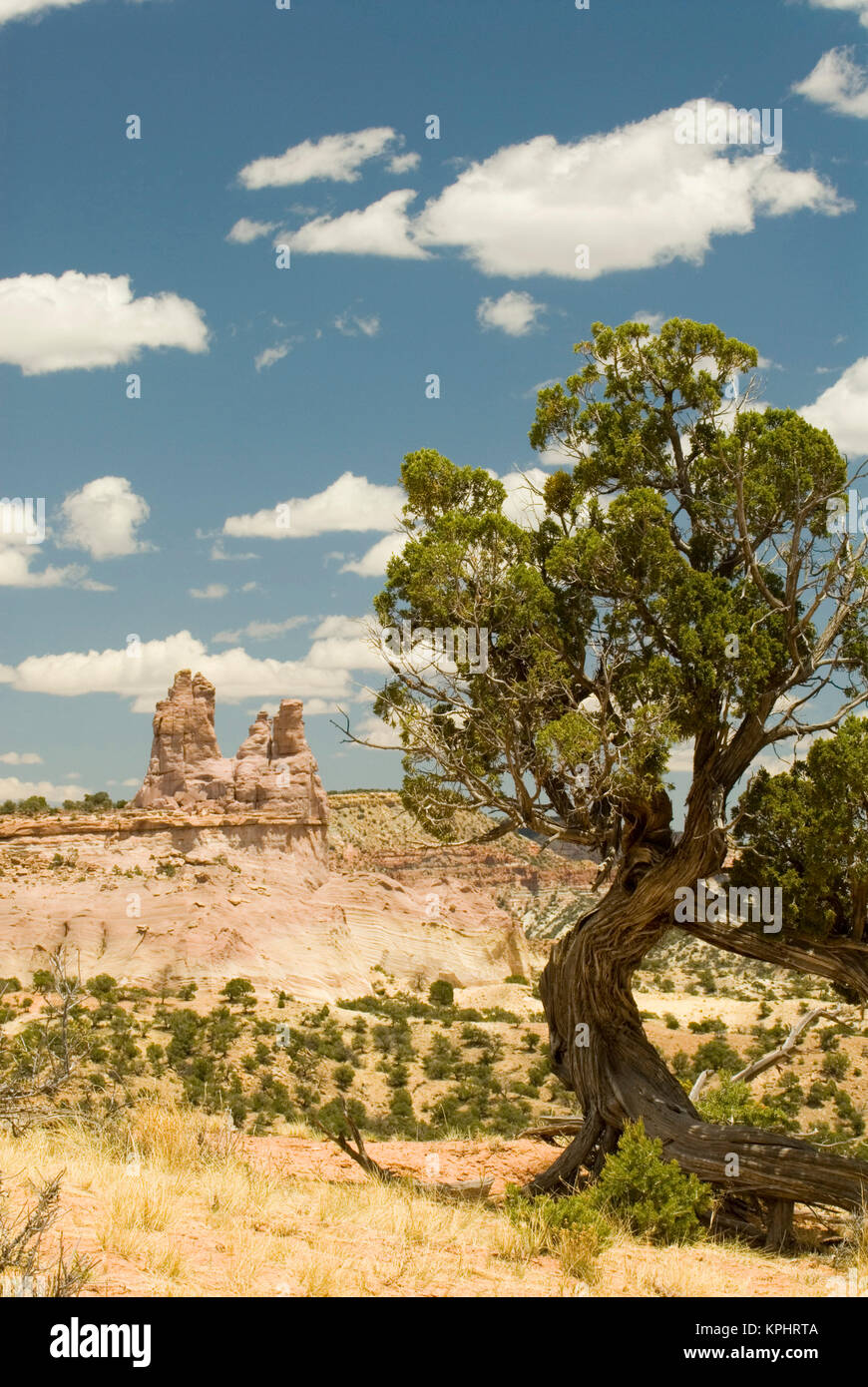 USA, NM, Red Rock State Park. Rock altitude la plus haute pyramide à Red Rock. D'excellentes randonnées, vue panoramique. Church Rock vu à distance avec Juniper noueux en premier plan Banque D'Images