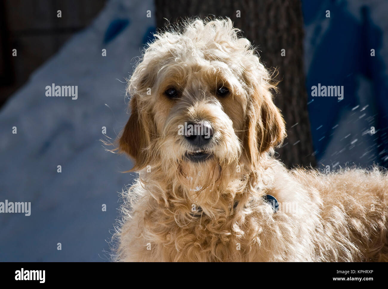 La lumière du matin sur un Goldendoodle debout dans la neige. Banque D'Images