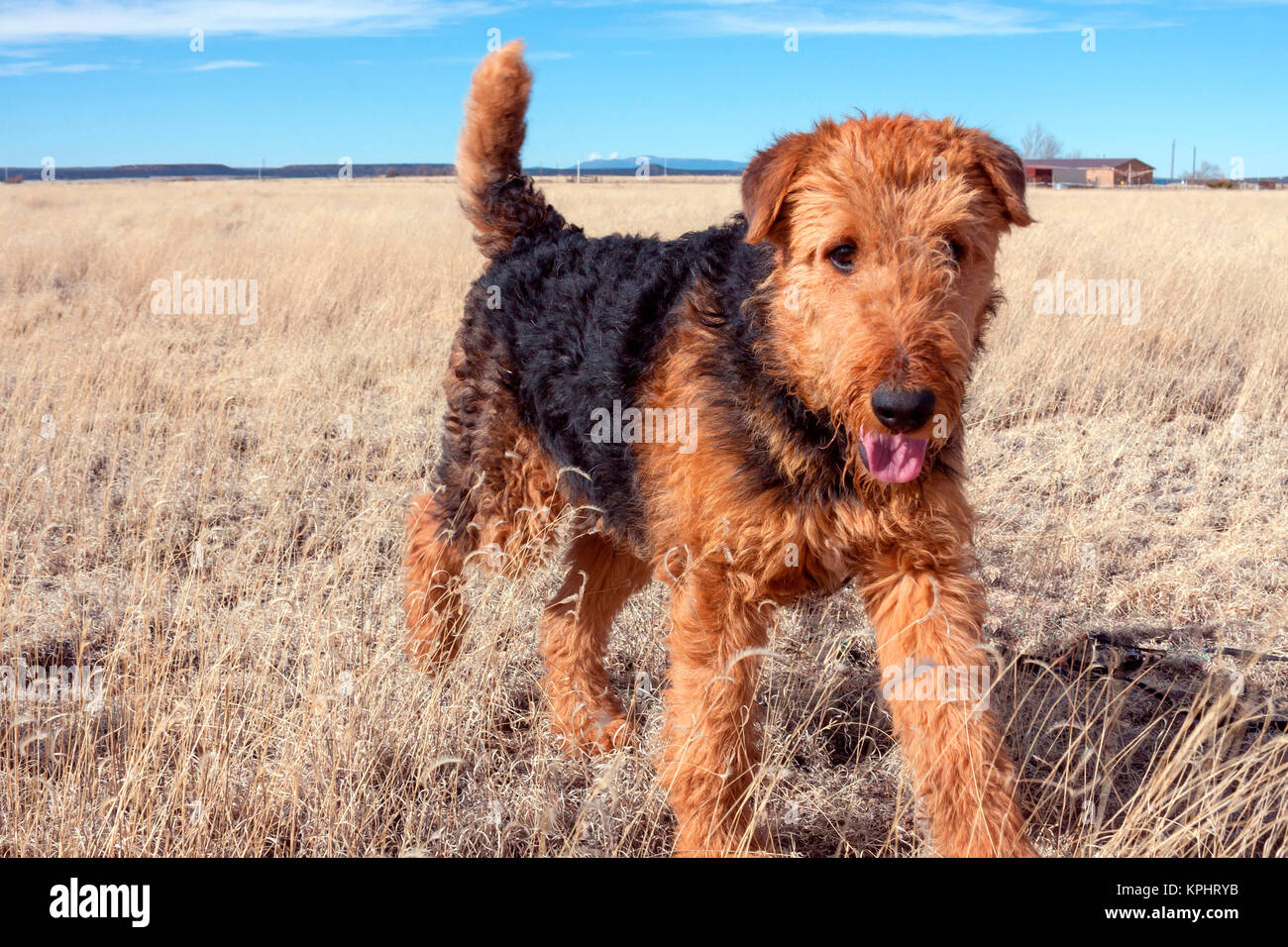 Airedale Terrier dans un champ d'herbes sèches (MR & PR) Banque D'Images