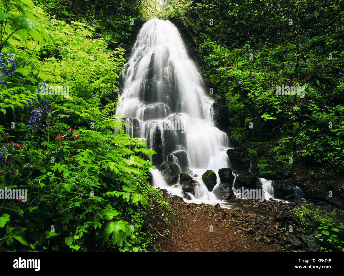 USA (Oregon), vue de fairy falls et de fleurs sauvages à la Columbia River Gorge Tailles disponibles (grand format) Banque D'Images