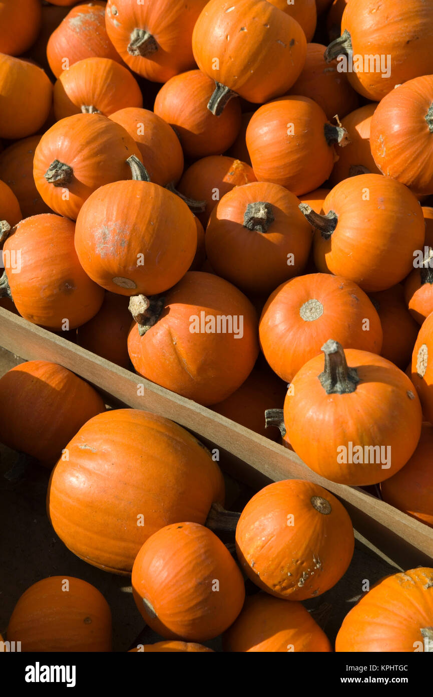 USA, Ohio, de Cédron : citrouilles d'automne Banque D'Images