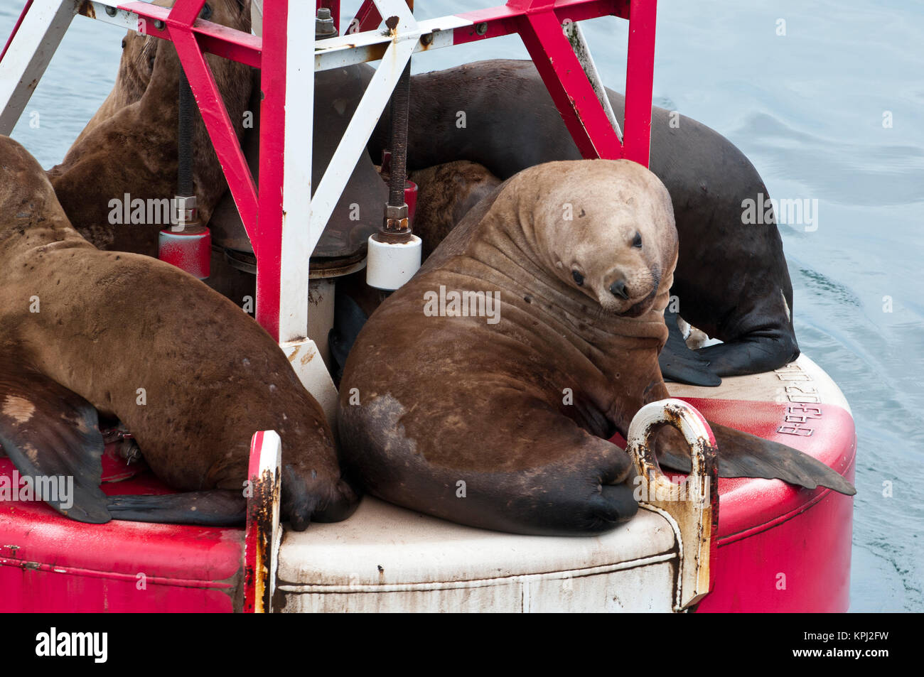 Nous, AK, le passage de l'intérieur. L'otarie de Steller (Eumetopias jubatus) foule sur navigation bouée. Banque D'Images