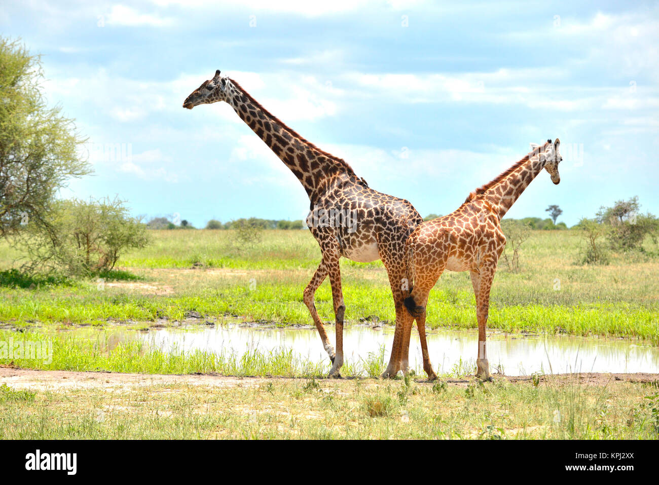 Parc national de Tarangire en Tanzanie est un bijou avec de beaux paysages le long de la rivière Tarangire. Girafe l'eau potable à la casserole. Banque D'Images
