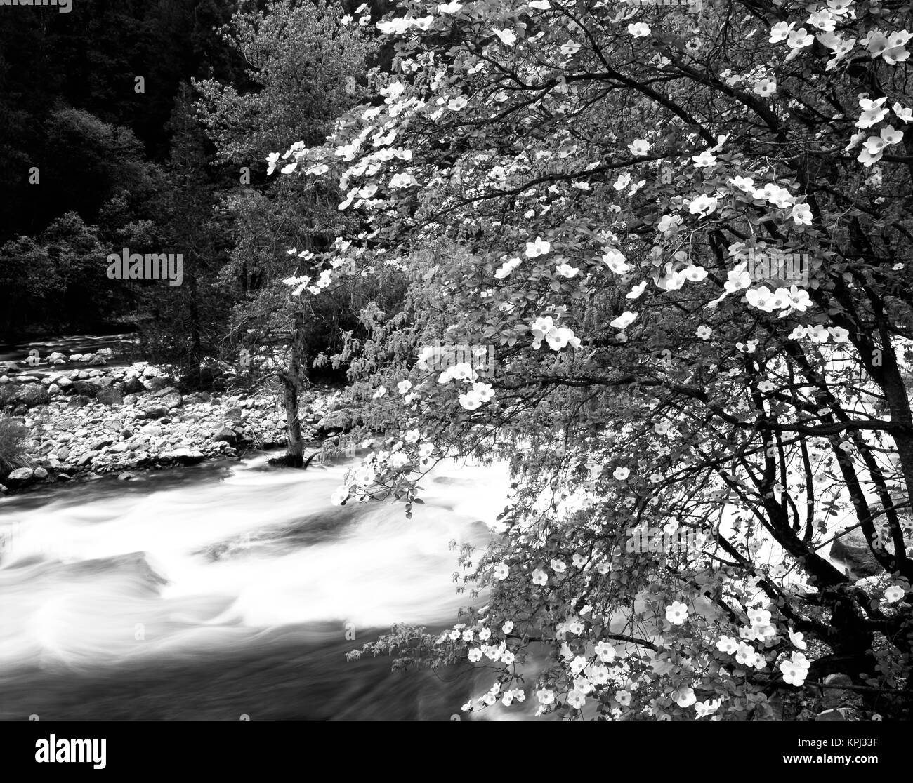 États-unis, Californie, Yosemite National Park, vue sur le cornouiller (Cornus nuttallii) arbre en fleurs au cours de la direction générale de la Merced River au printemps (grand format formats disponibles) Banque D'Images