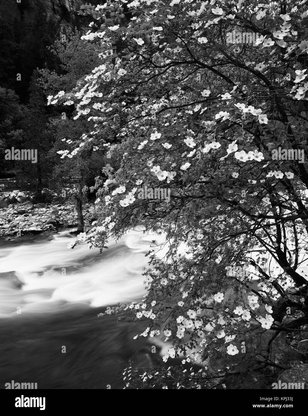 États-unis, Californie, Yosemite National Park, vue sur le cornouiller (Cornus nuttallii) arbre en fleurs au cours de la direction générale de la Merced River au printemps (grand format formats disponibles) Banque D'Images