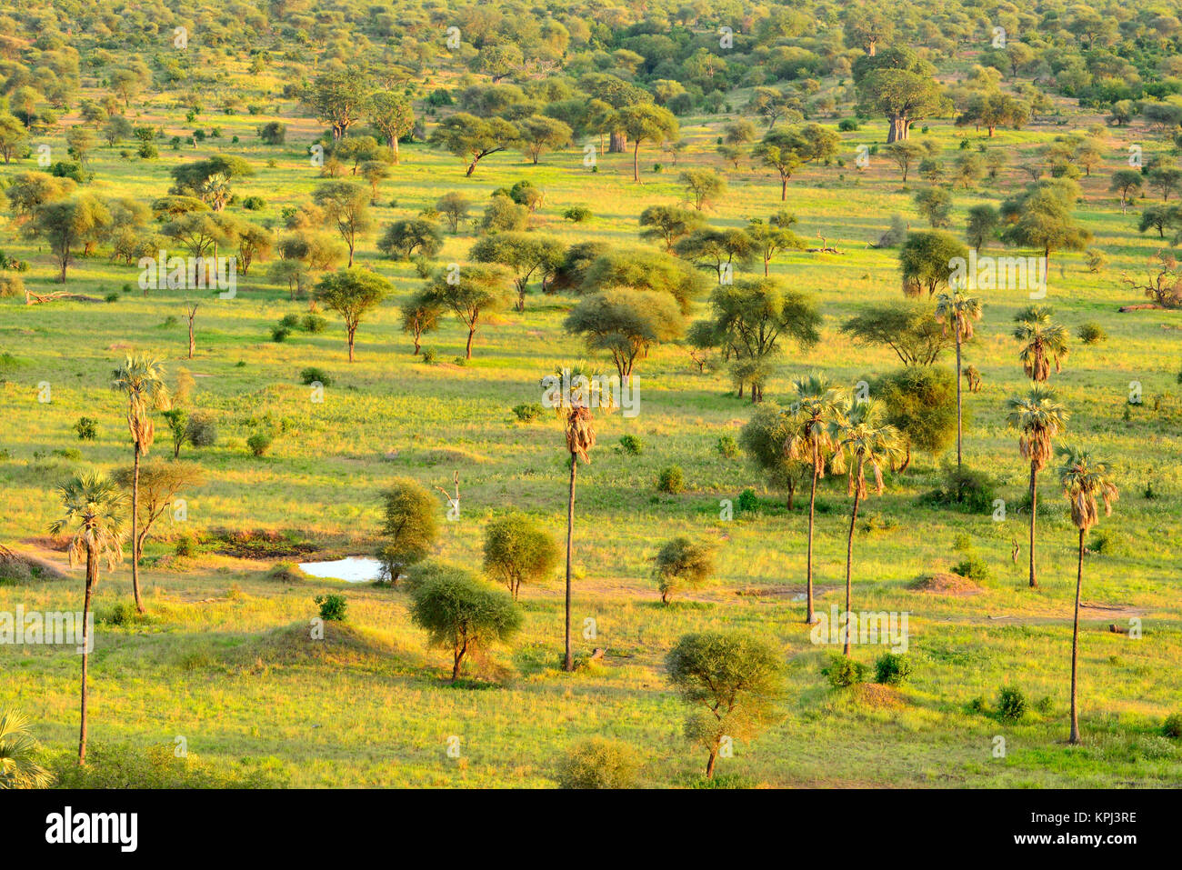Parc national de Tarangire en Tanzanie est un bijou avec de beaux paysages le long de la rivière Tarangire. Banque D'Images
