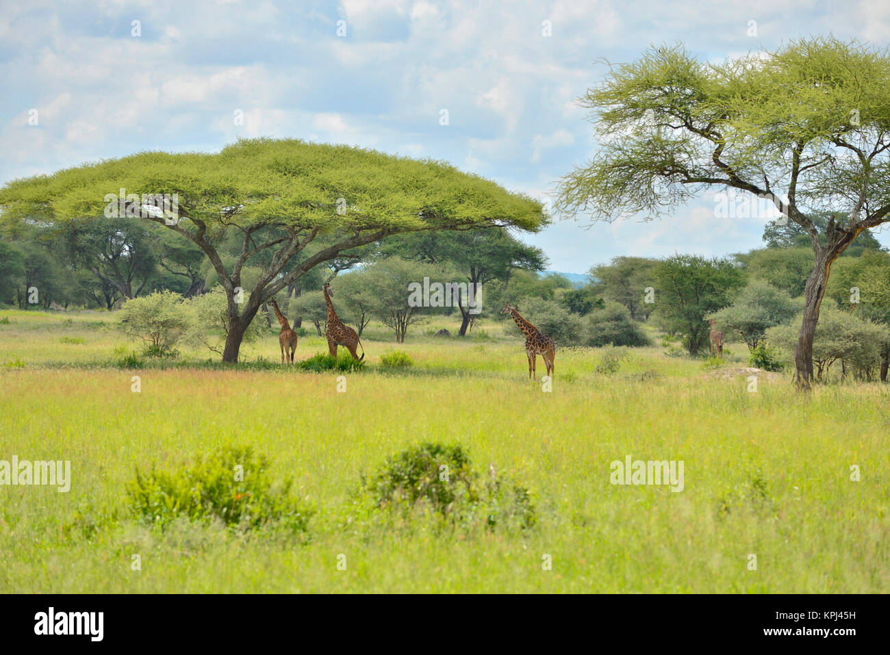 Girafe en vertu de l'acacia dans le parc national de Tarangire, en Tanzanie. Banque D'Images