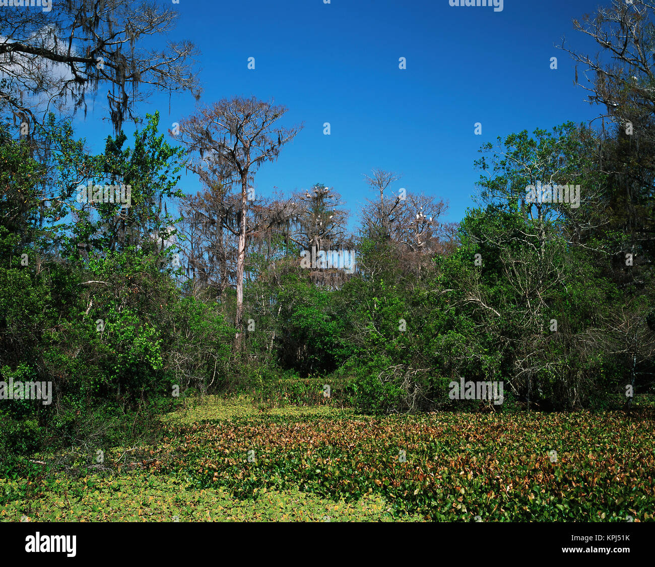 USA, Floride, tire-bouchon Swamp Sanctuary, Cypress swamp avec bois d'imbrication avec les cigognes (espèce en voie de disparition) Tailles disponibles (grand format) Banque D'Images