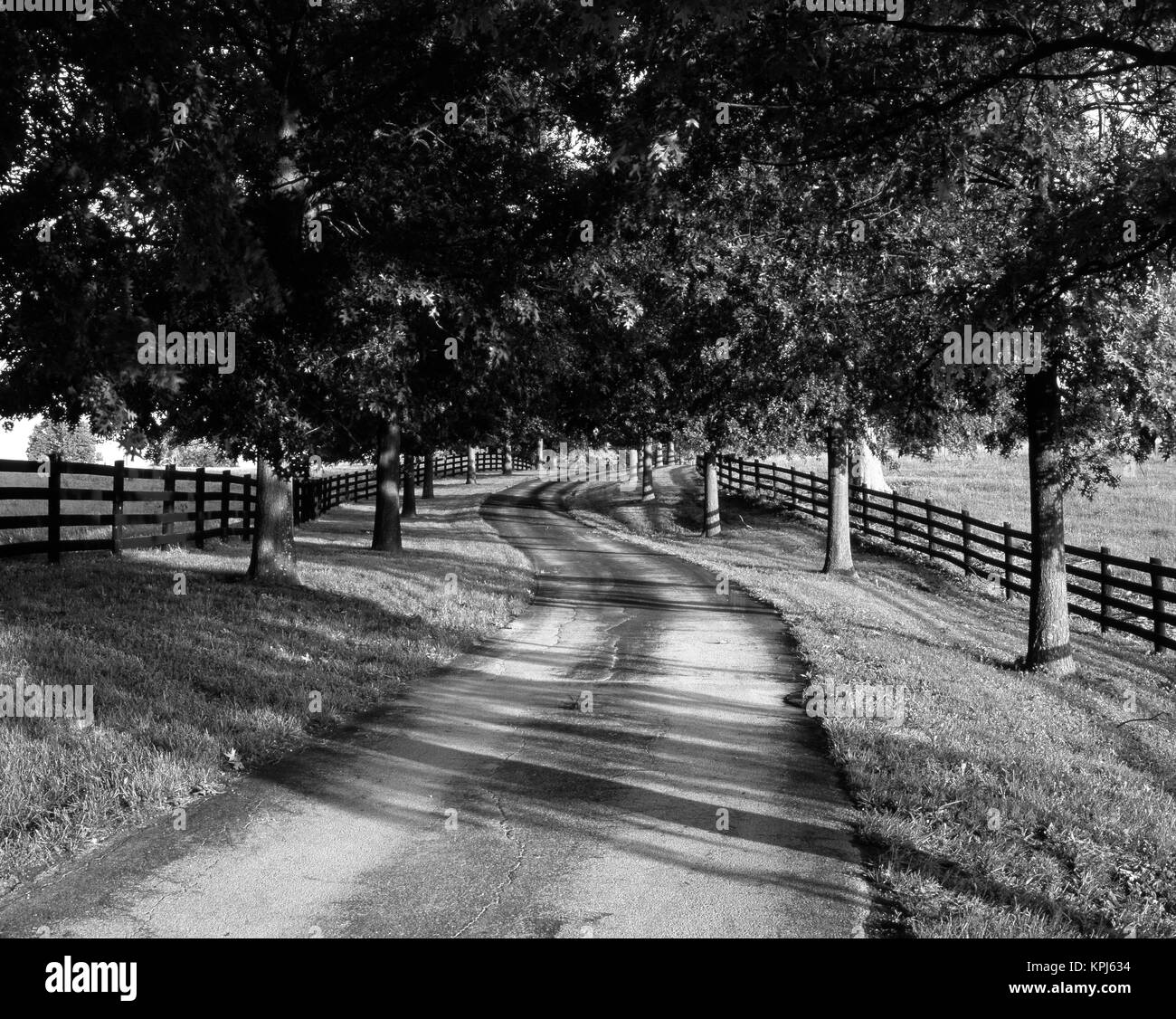 USA, Kentucky Bluegrass, région, rangée d'arbres et chemin de campagne à l'aube (grand format formats disponibles) Banque D'Images