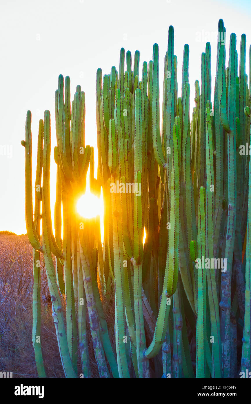 L'île des Canaries l'euphorbe ésule (Euphorbia canariensis) au coucher du soleil dans l'île de Tenerife, aux Canaries Banque D'Images