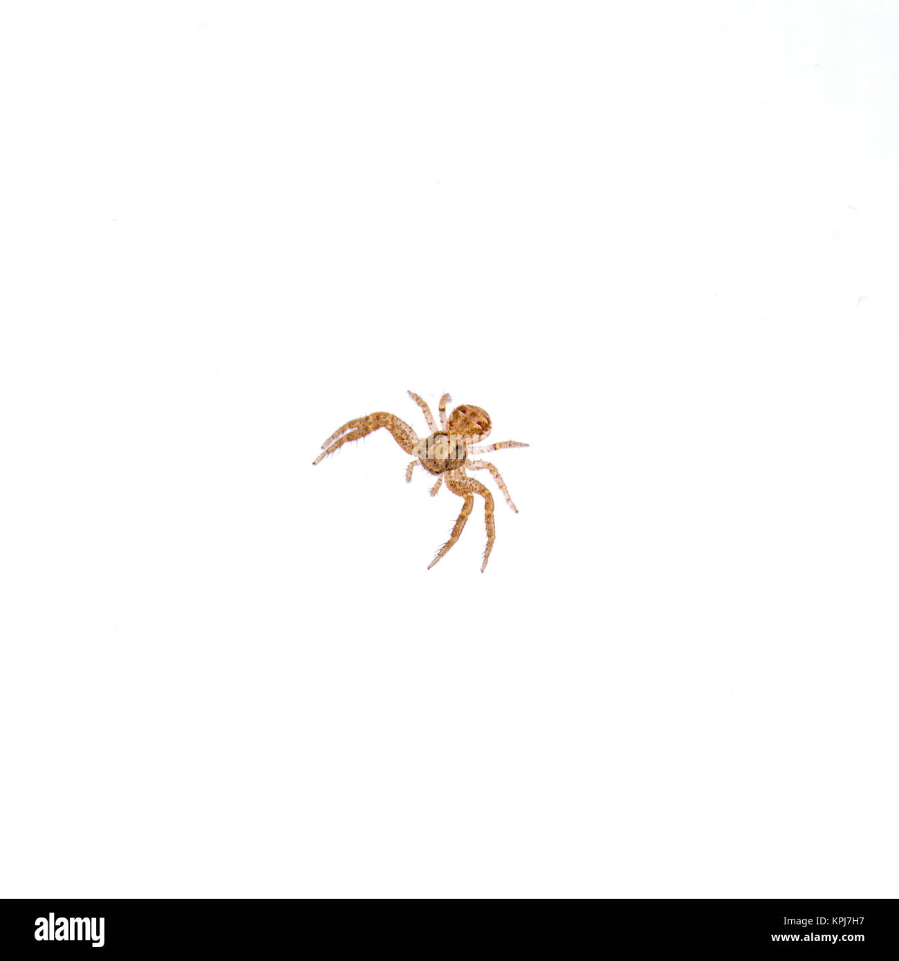 Petite araignée sur fond blanc Banque D'Images