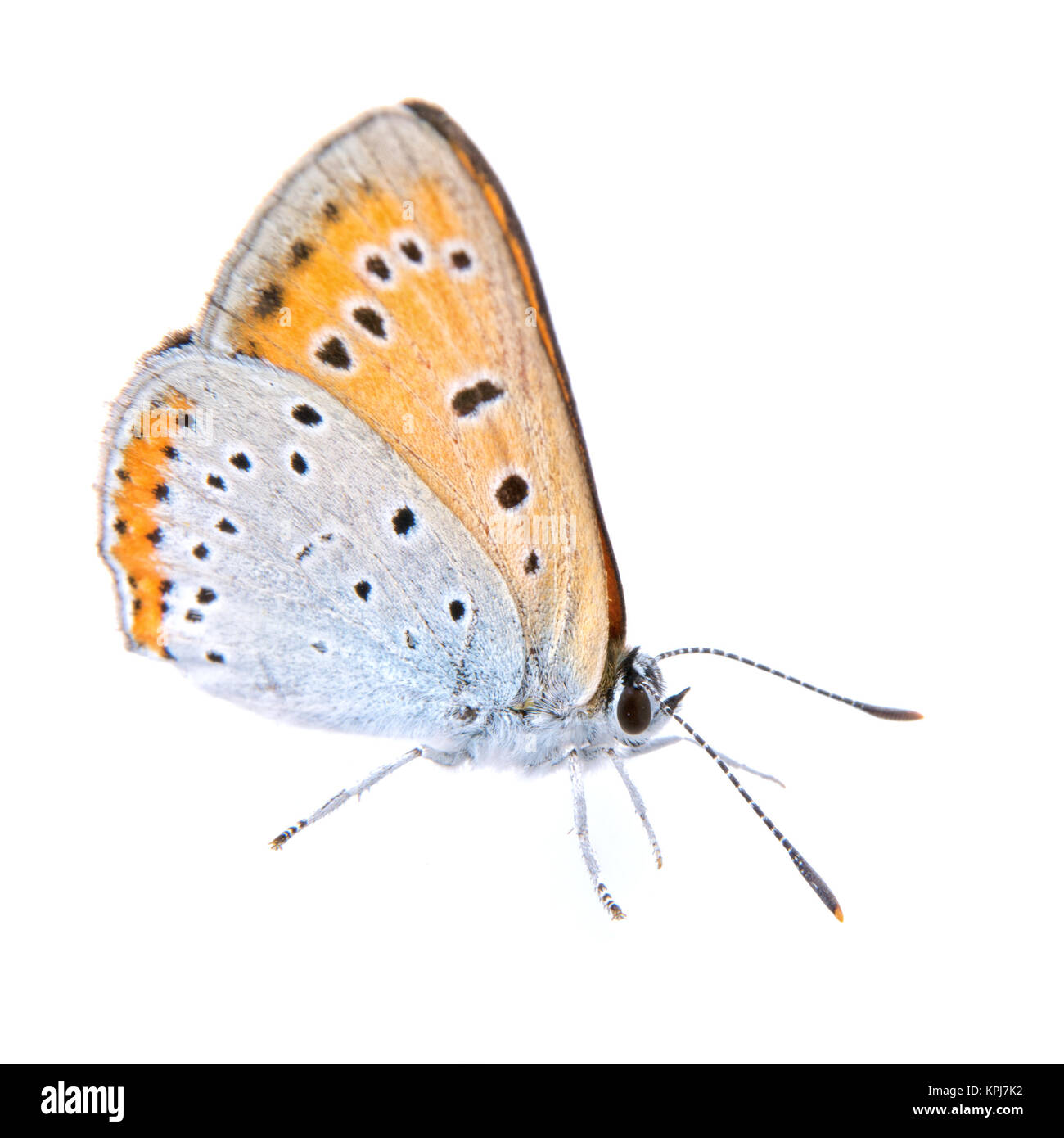 Papillon de couleur assis sur le fond blanc Banque D'Images