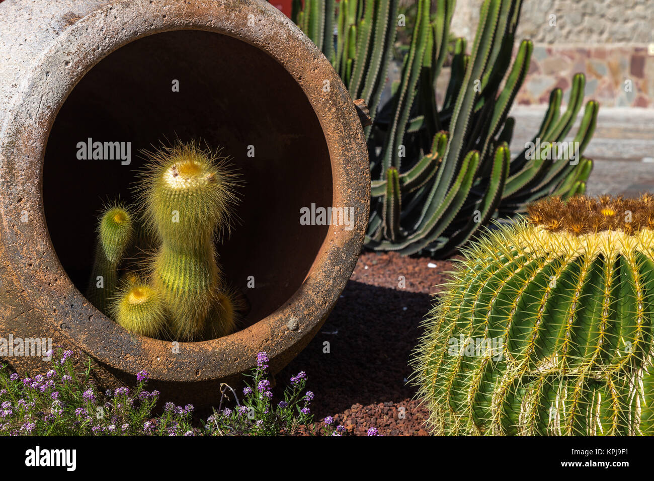 Cactus dans l'amphora Banque D'Images