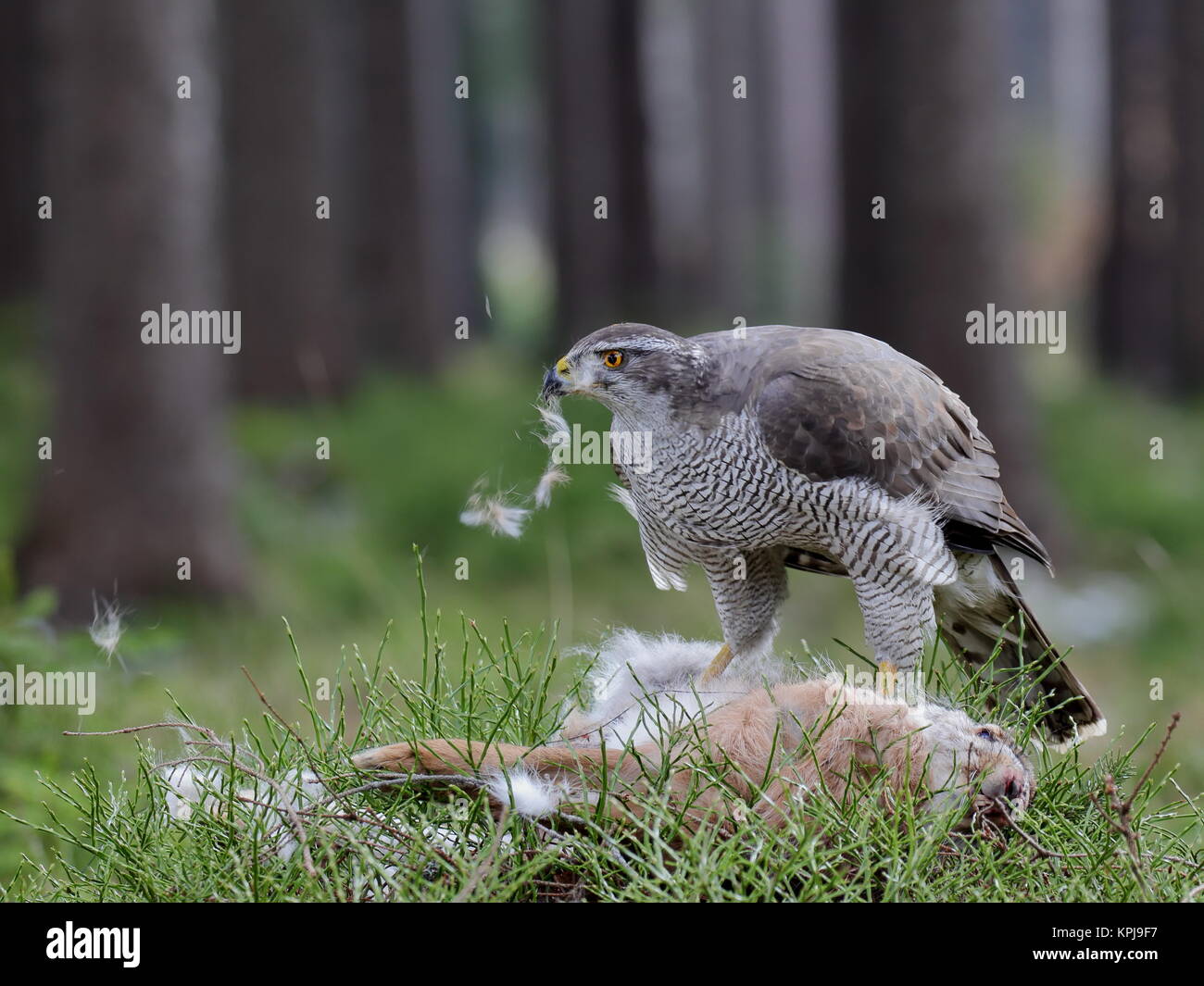 Hawk à lièvre Banque D'Images